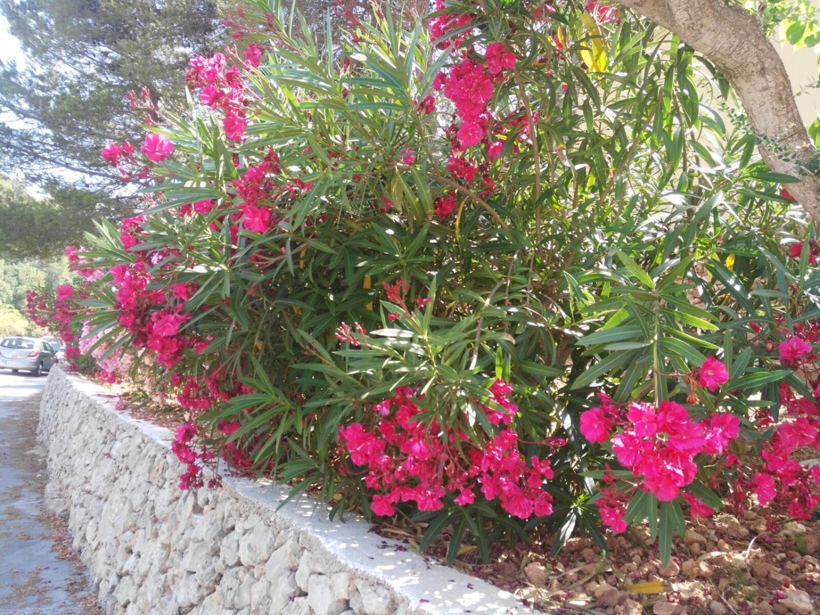 Appartement Cala Galdana Cala Galdana (Menorca)